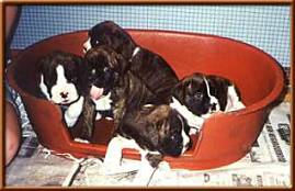 jazzlitter5wk2.jpg - 13290 Bytes